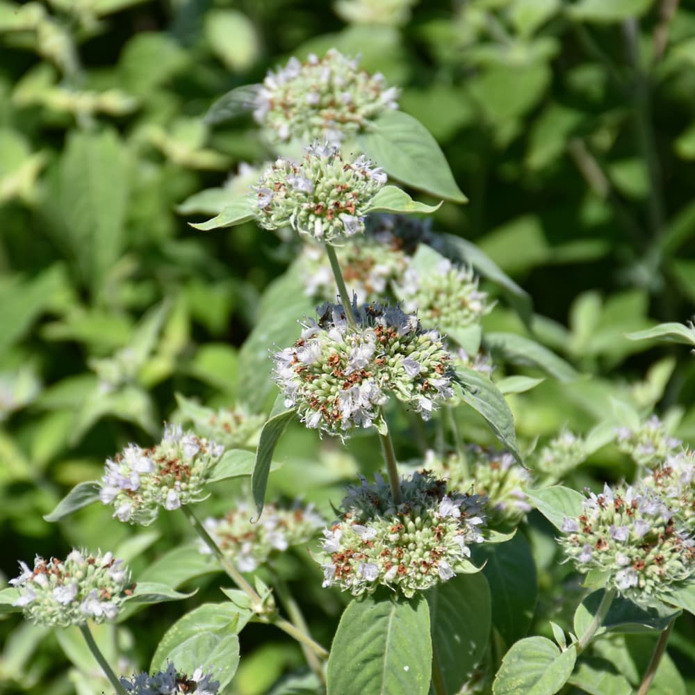 NetPS Plant Finder (www.netpsplantfinder.com)