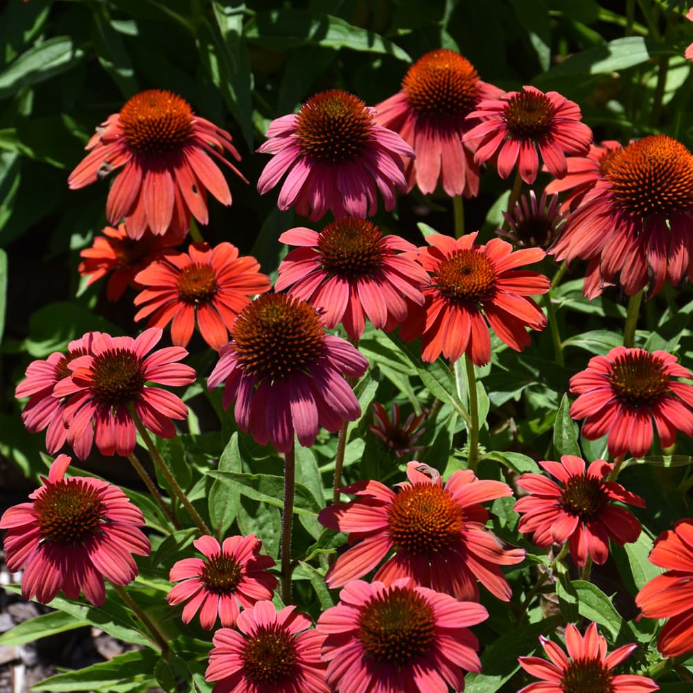 NetPS Plant Finder (www.netpsplantfinder.com)