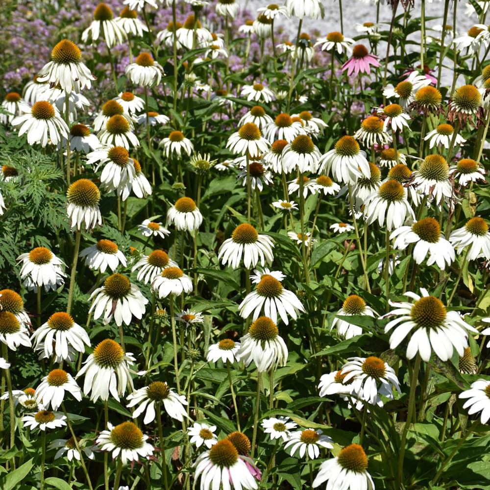 NetPS Plant Finder (www.netpsplantfinder.com)