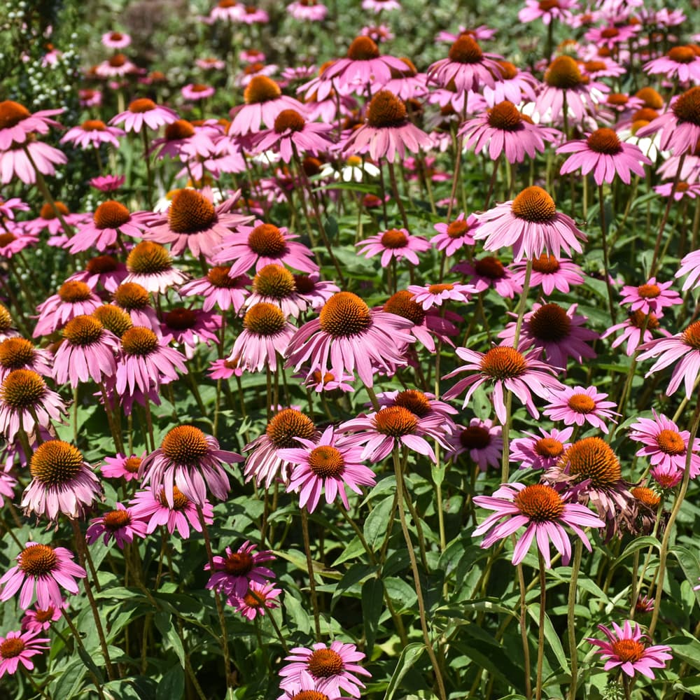 NetPS Plant Finder (www.netpsplantfinder.com)