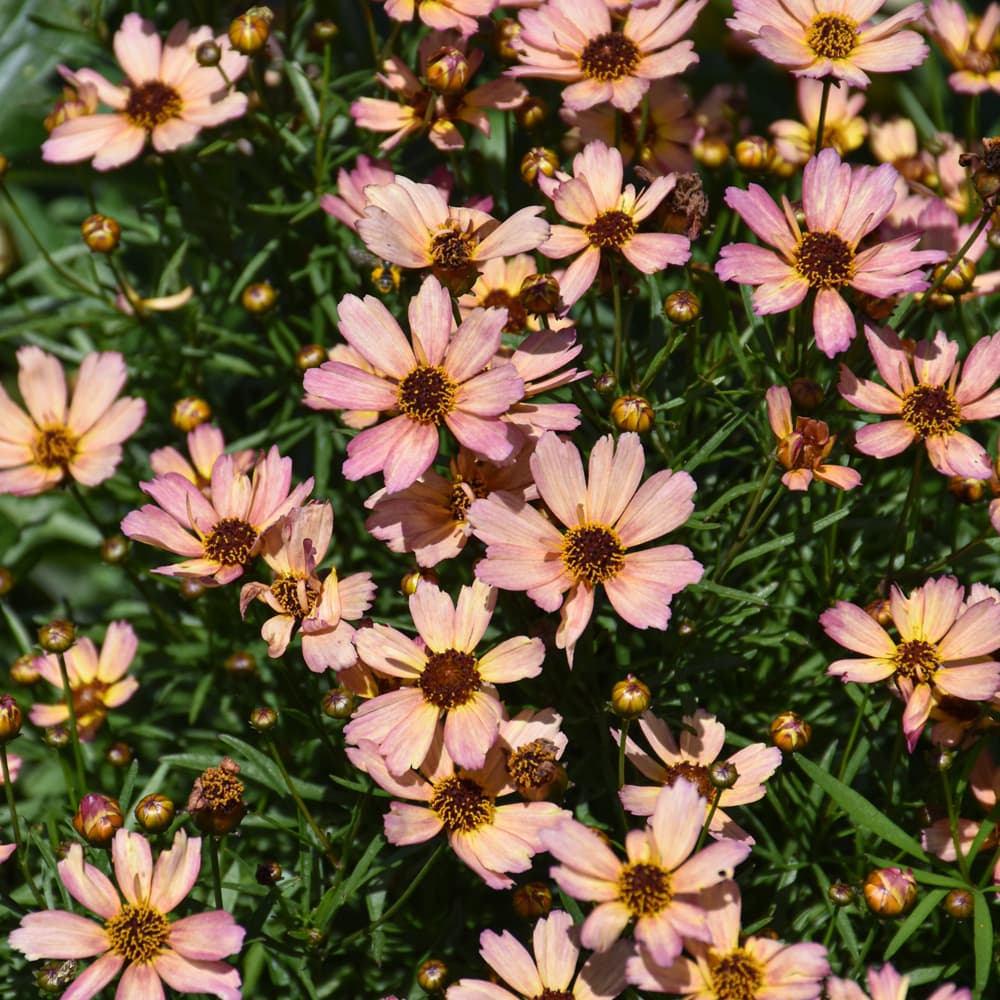 NetPS Plant Finder (www.netpsplantfinder.com)