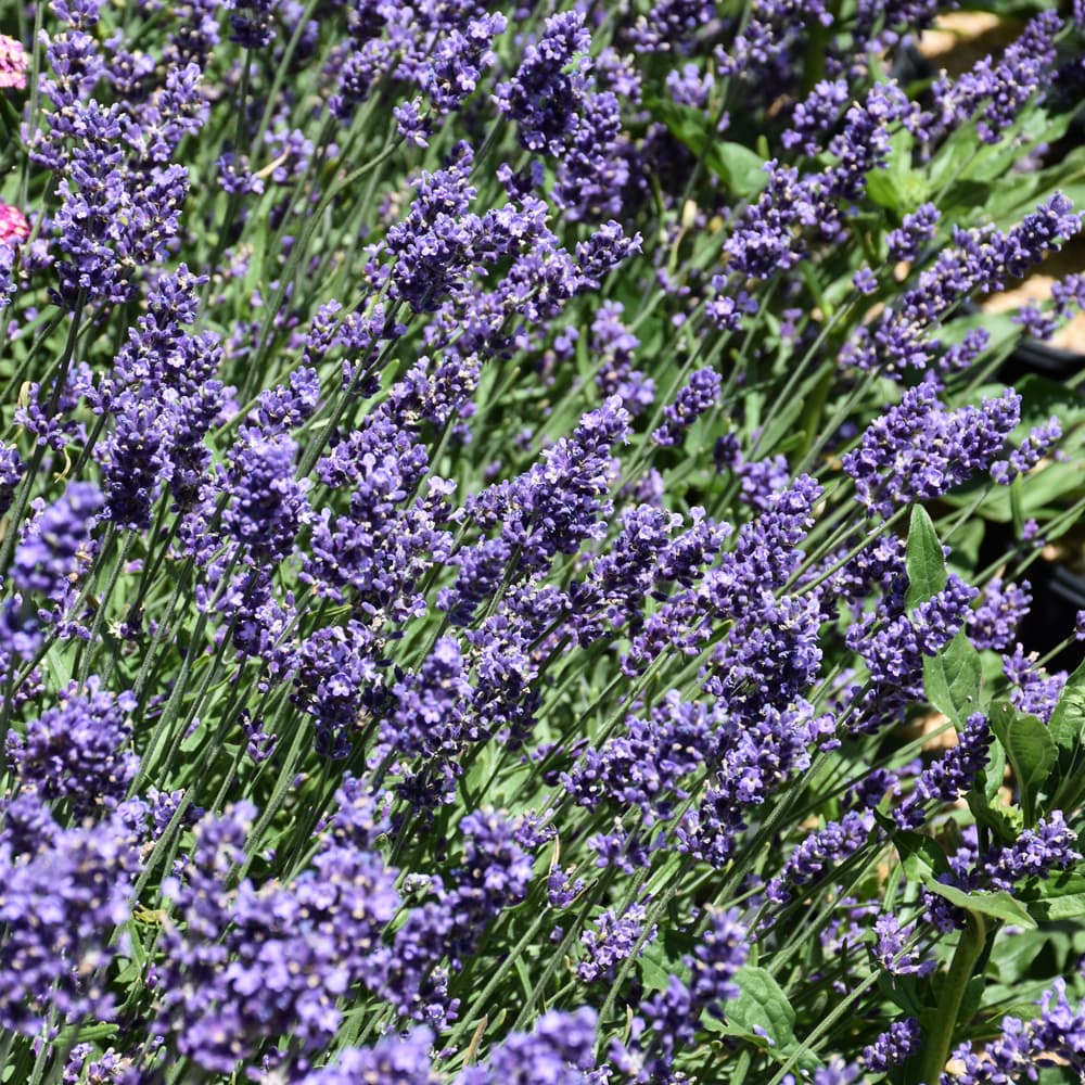 NetPS Plant Finder (www.netpsplantfinder.com)