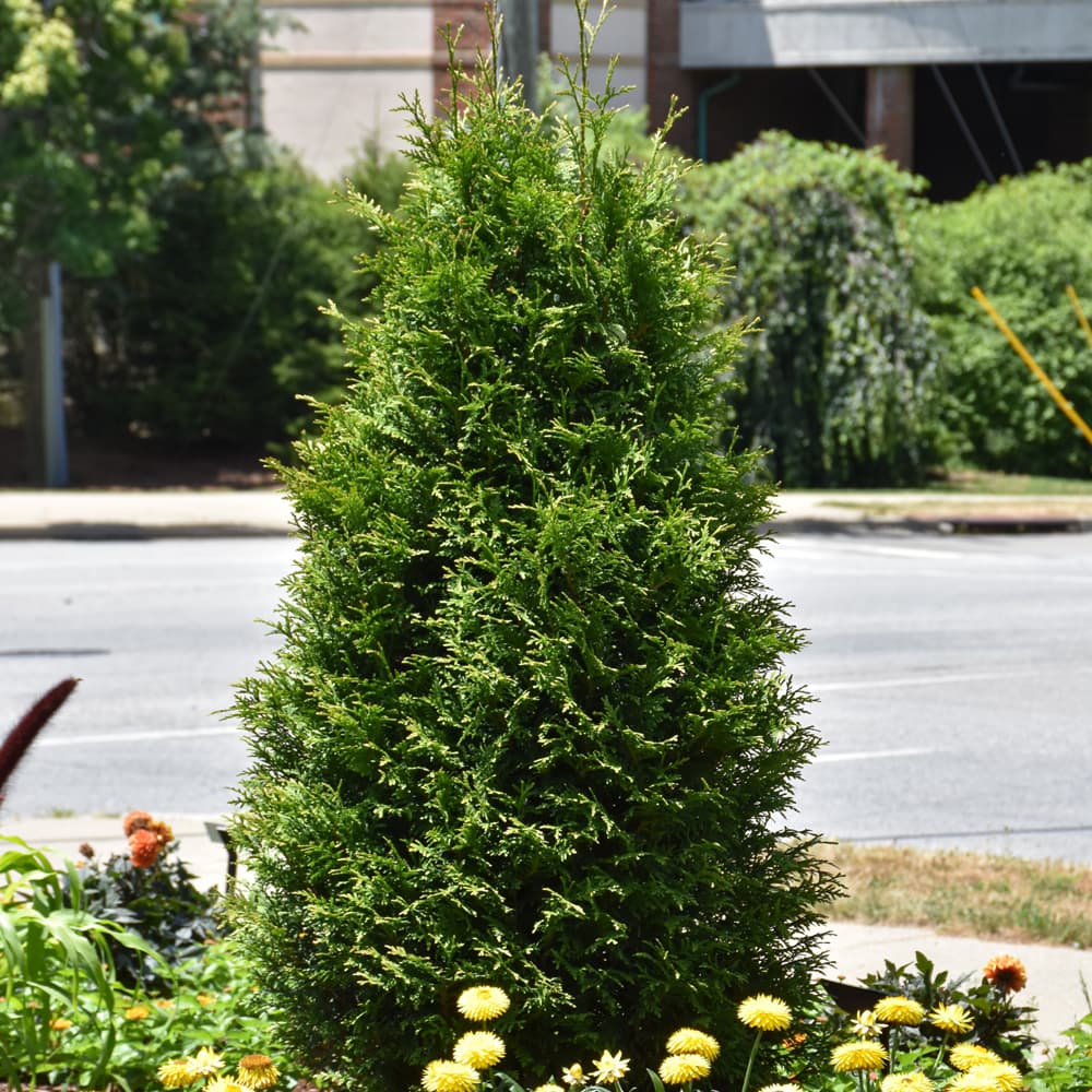 Arborvitae Junior Giant