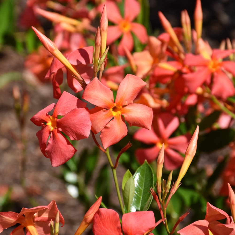 Mandevilla Fired Up Orange