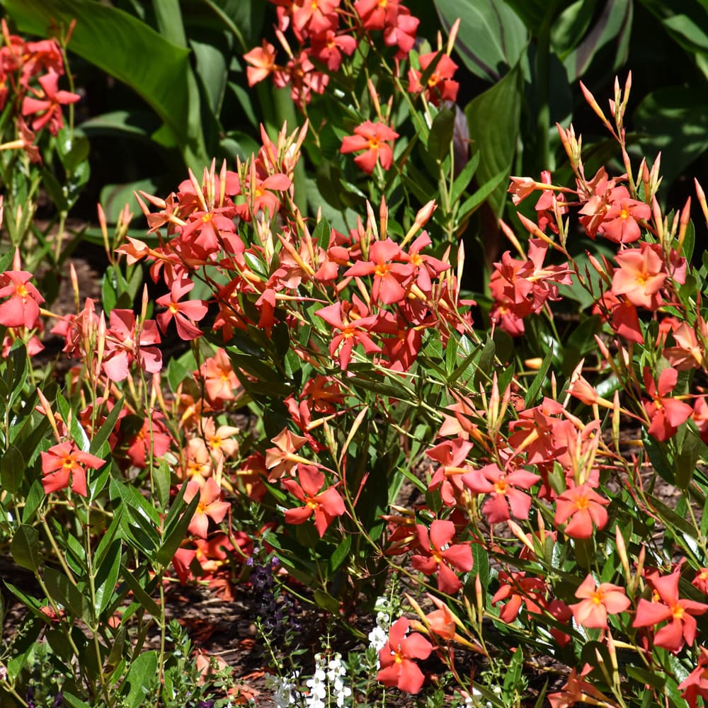 NetPS Plant Finder (www.netpsplantfinder.com)