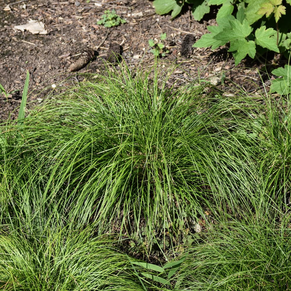 NetPS Plant Finder (www.netpsplantfinder.com)