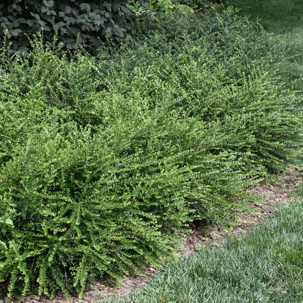 NetPS Plant Finder (www.netpsplantfinder.com)