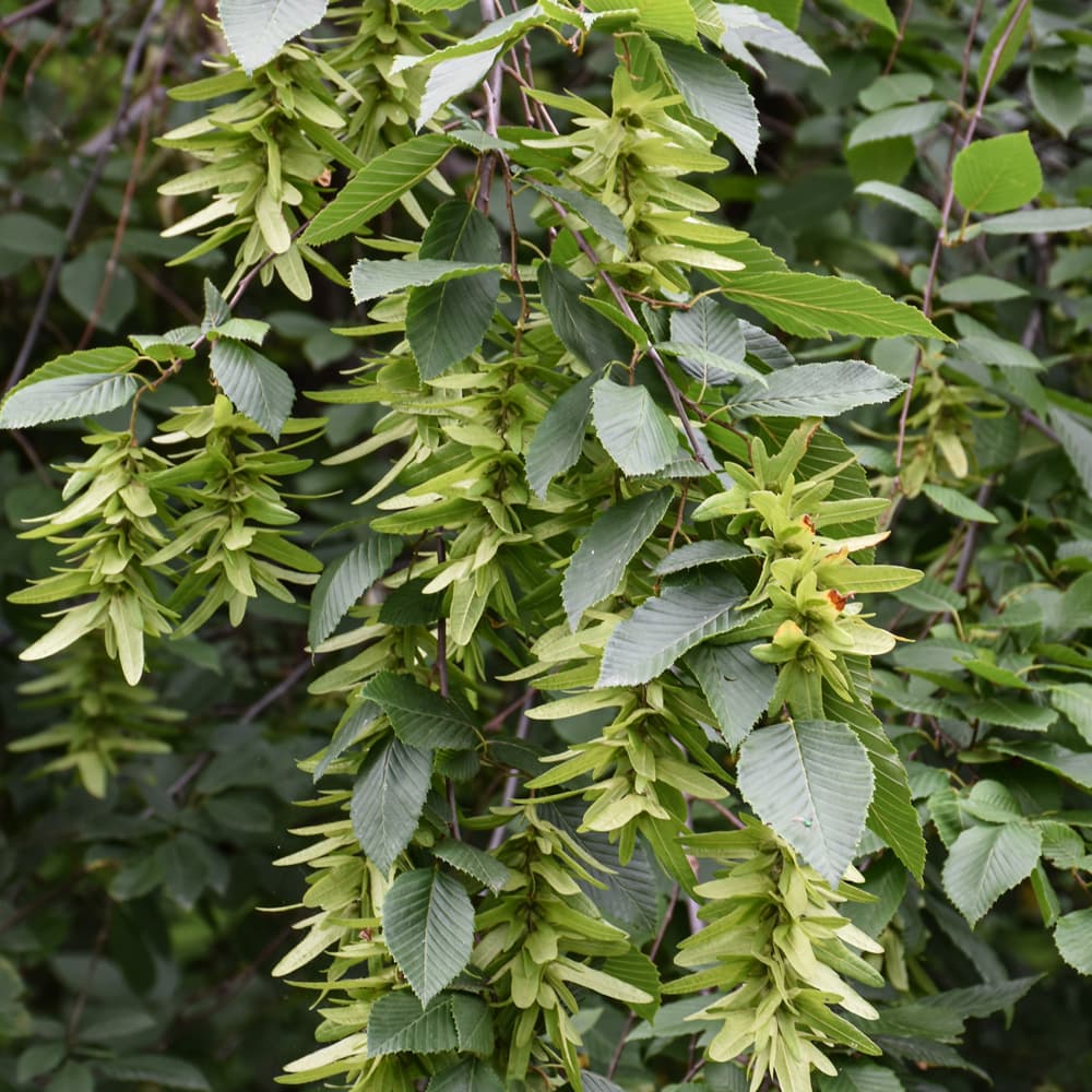 Hornbeam American