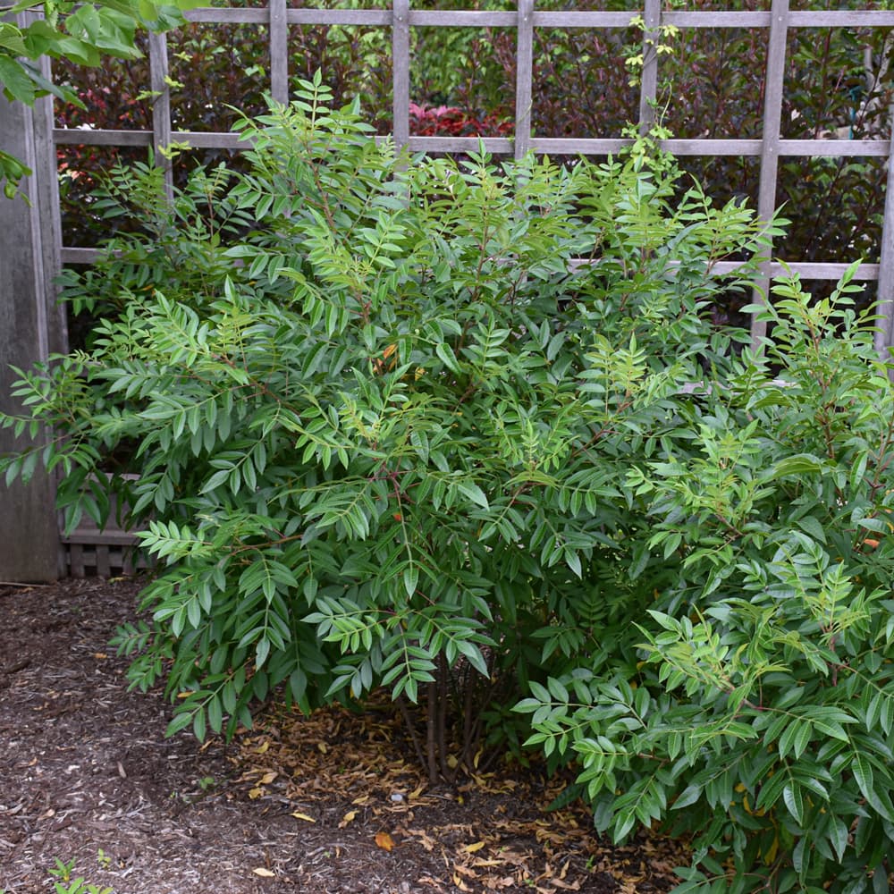 NetPS Plant Finder (www.netpsplantfinder.com)