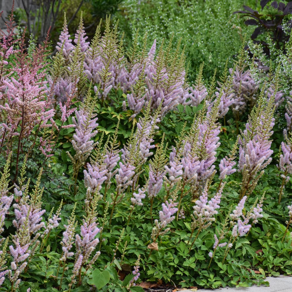 NetPS Plant Finder (www.netpsplantfinder.com)