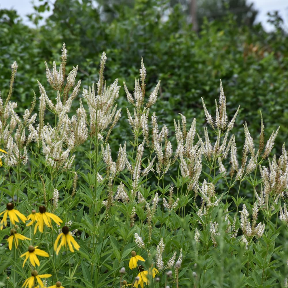 NetPS Plant Finder (www.netpsplantfinder.com)