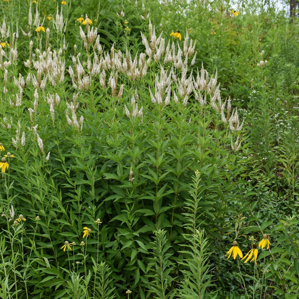 NetPS Plant Finder (www.netpsplantfinder.com)