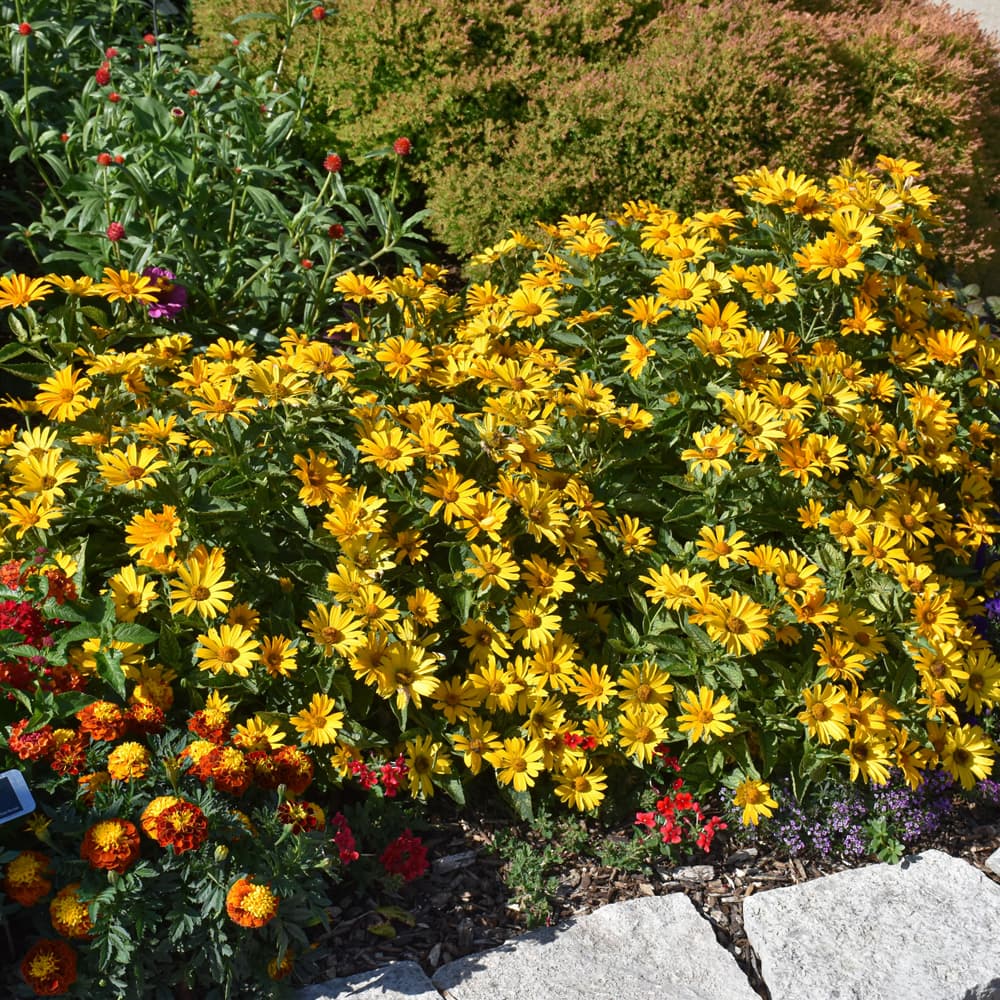 NetPS Plant Finder (www.netpsplantfinder.com)