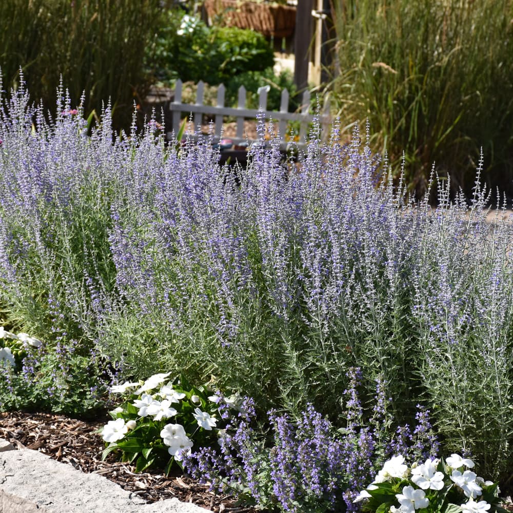 NetPS Plant Finder (www.netpsplantfinder.com)