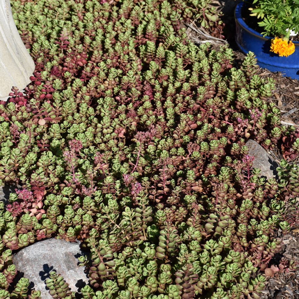 NetPS Plant Finder (www.netpsplantfinder.com)