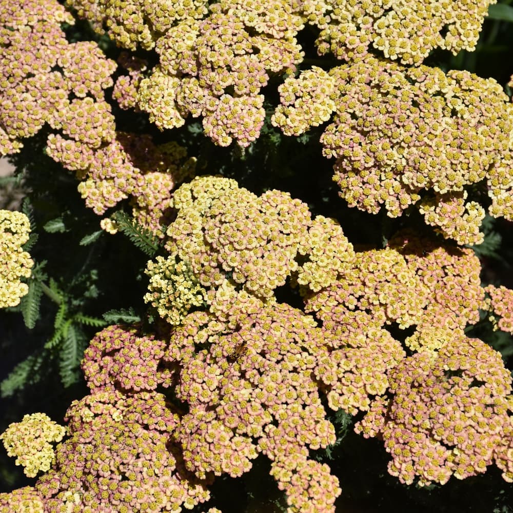 NetPS Plant Finder (www.netpsplantfinder.com)