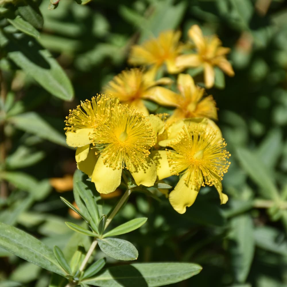 NetPS Plant Finder (www.netpsplantfinder.com)