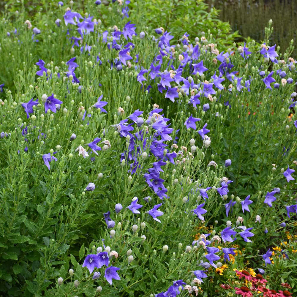 NetPS Plant Finder (www.netpsplantfinder.com)