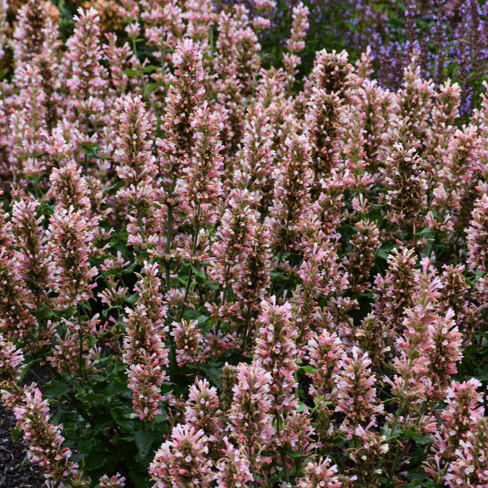 NetPS Plant Finder (www.netpsplantfinder.com)