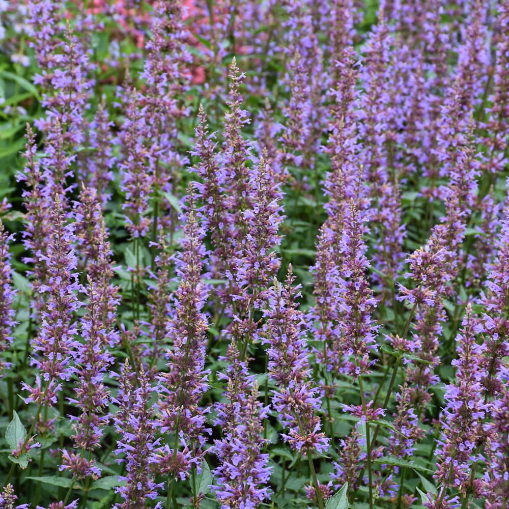 Agastache Purple Haze
