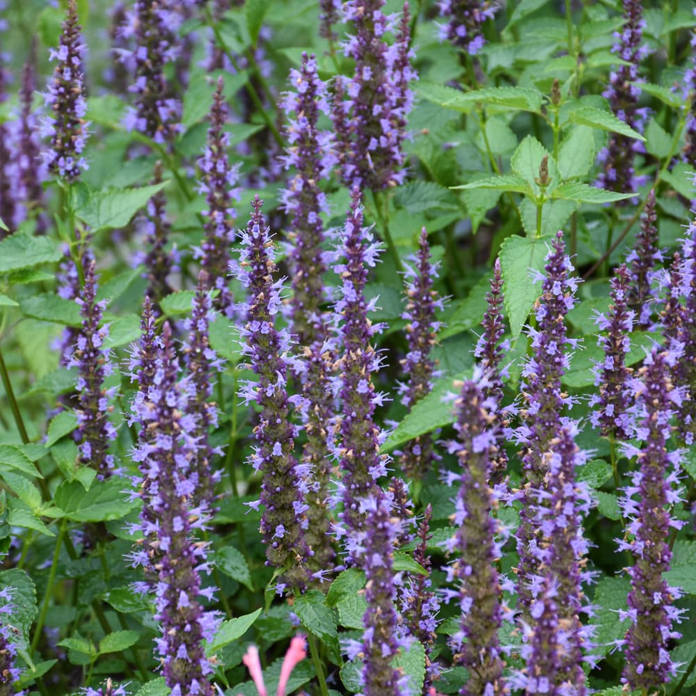 Agastache Little Adder