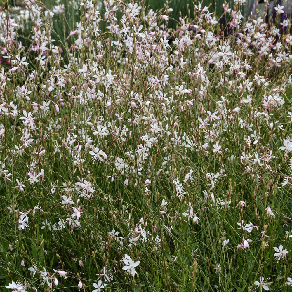 NetPS Plant Finder (www.netpsplantfinder.com)