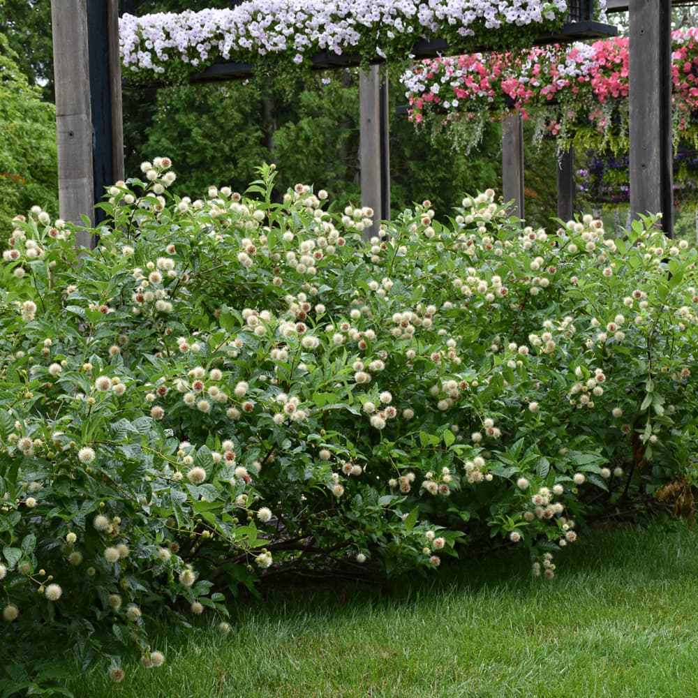 NetPS Plant Finder (www.netpsplantfinder.com)