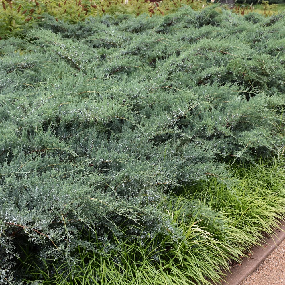 NetPS Plant Finder (www.netpsplantfinder.com)