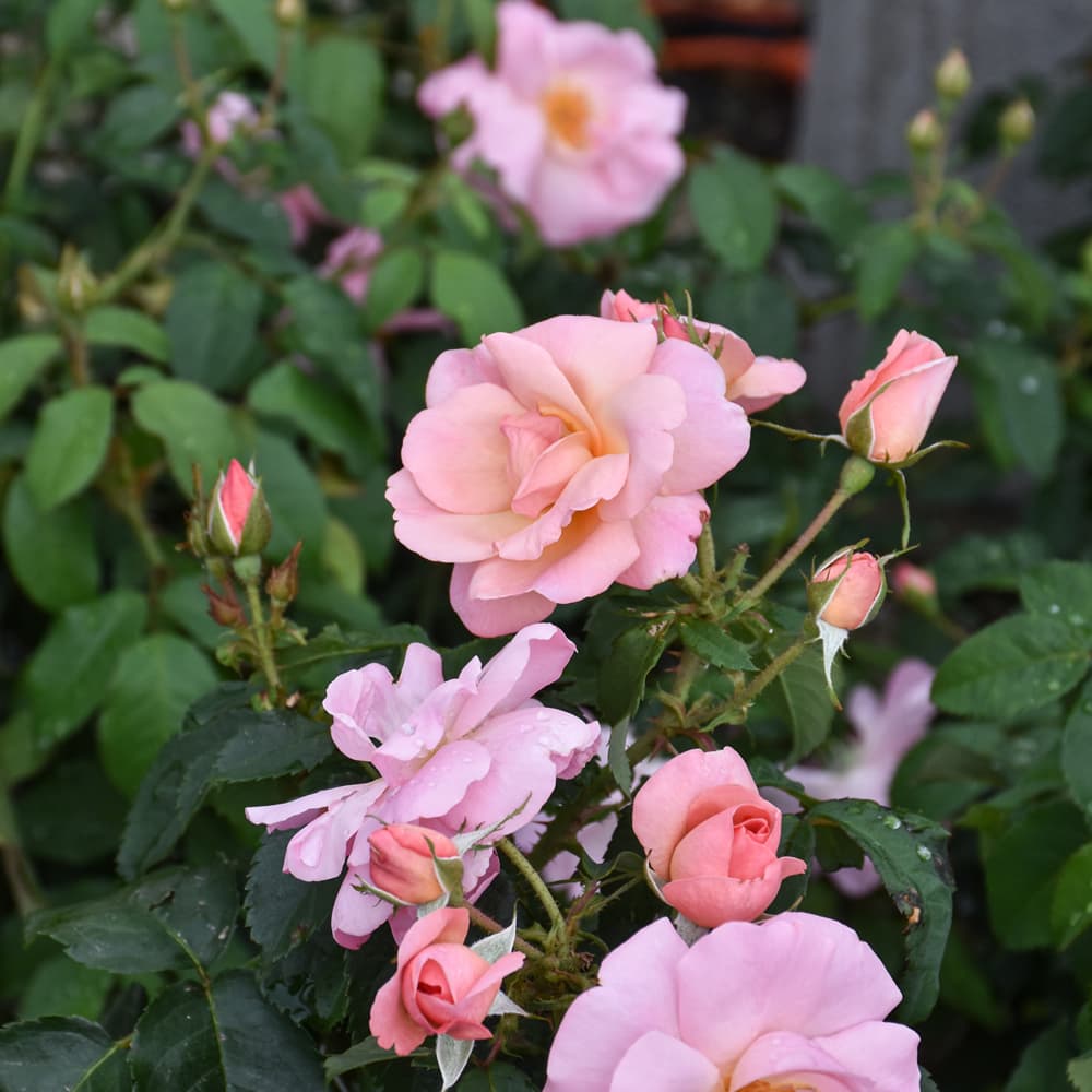 NetPS Plant Finder (www.netpsplantfinder.com)