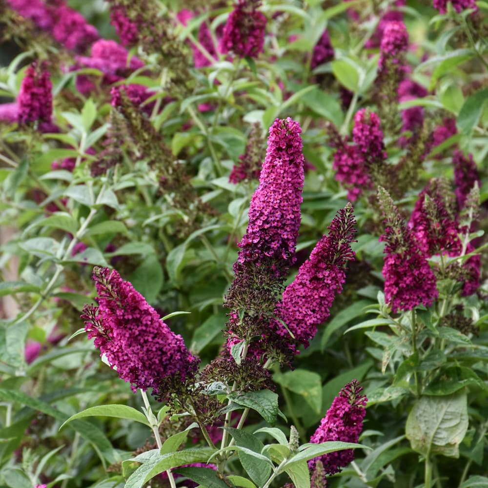 NetPS Plant Finder (www.netpsplantfinder.com)