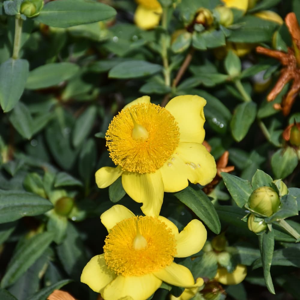 NetPS Plant Finder (www.netpsplantfinder.com)