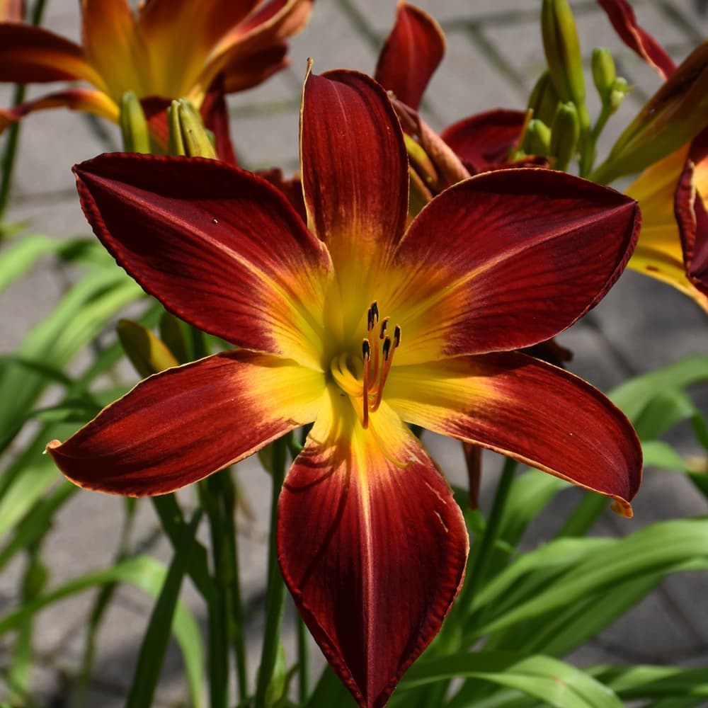 NetPS Plant Finder (www.netpsplantfinder.com)