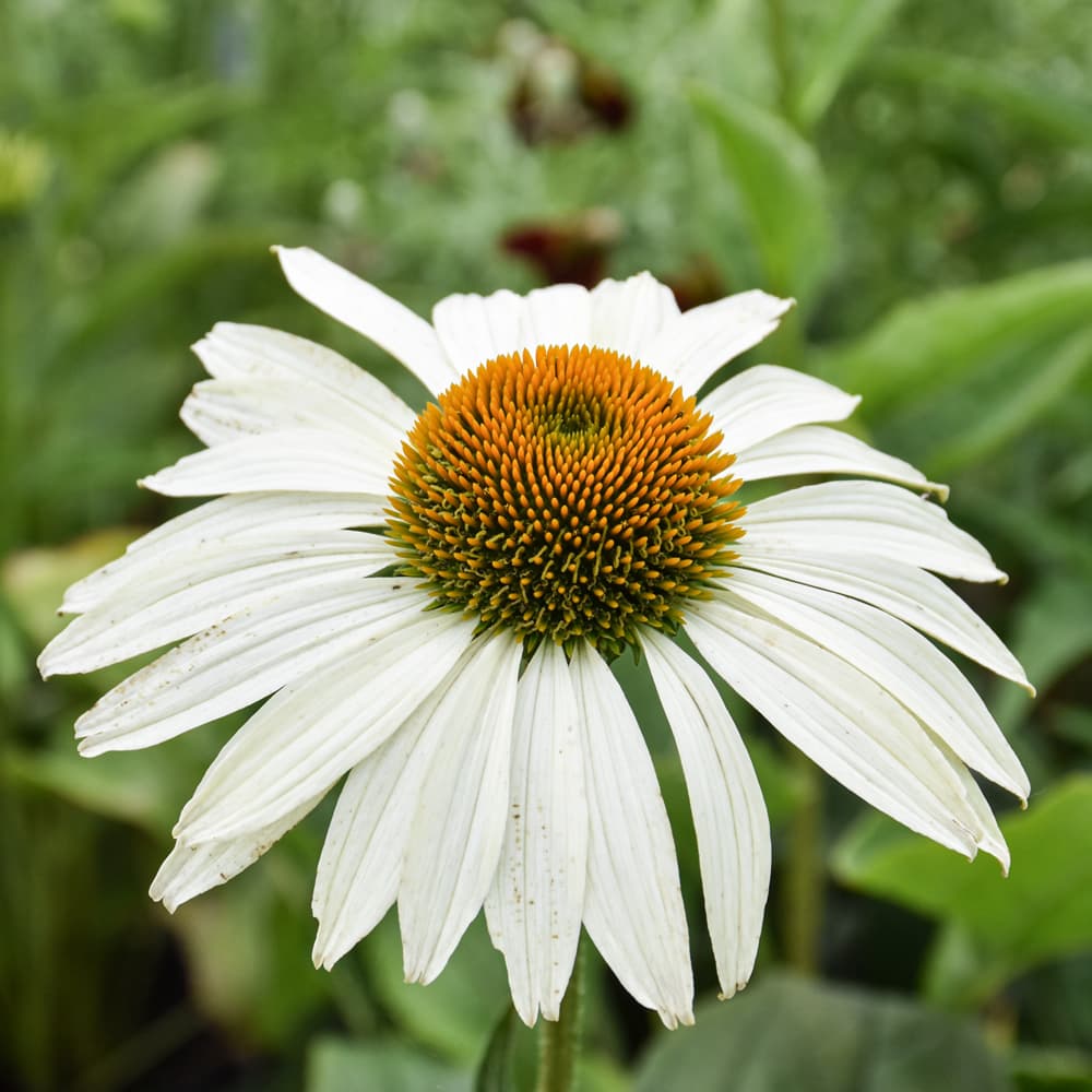 NetPS Plant Finder (www.netpsplantfinder.com)