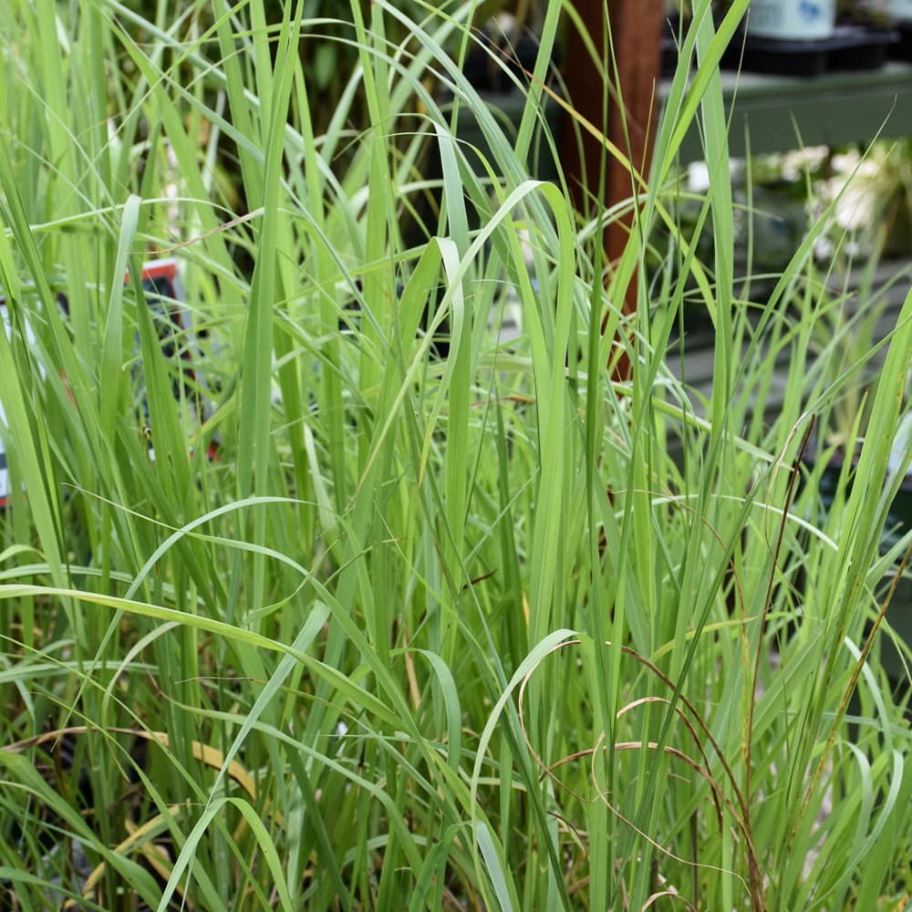 NetPS Plant Finder (www.netpsplantfinder.com)