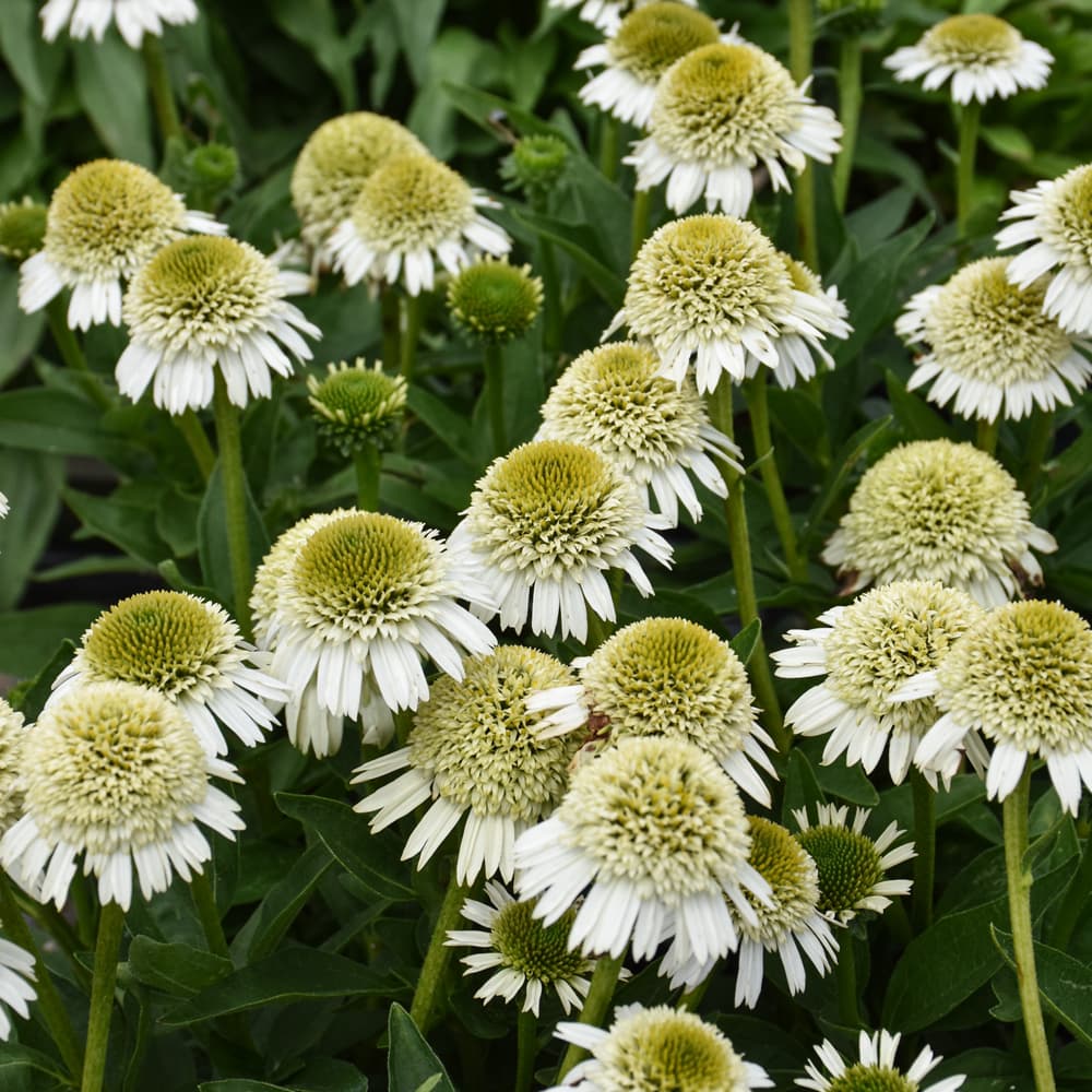 NetPS Plant Finder (www.netpsplantfinder.com)