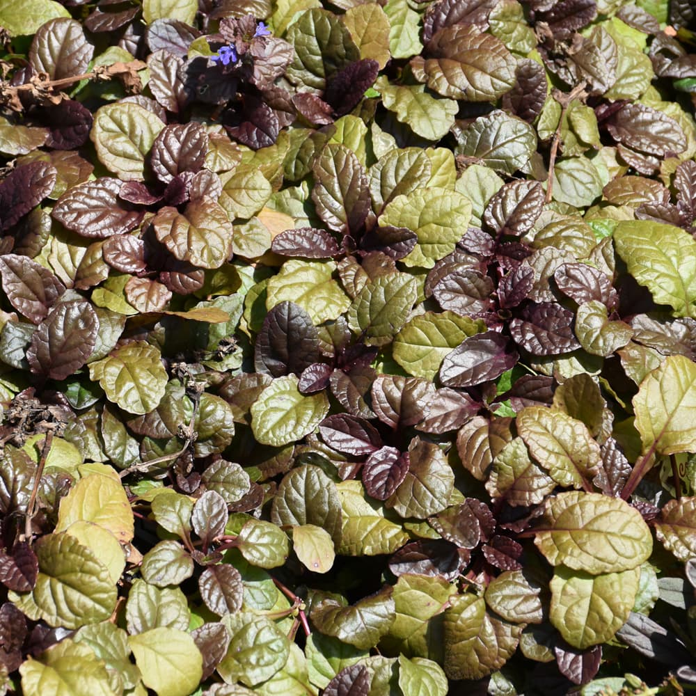 NetPS Plant Finder (www.netpsplantfinder.com)