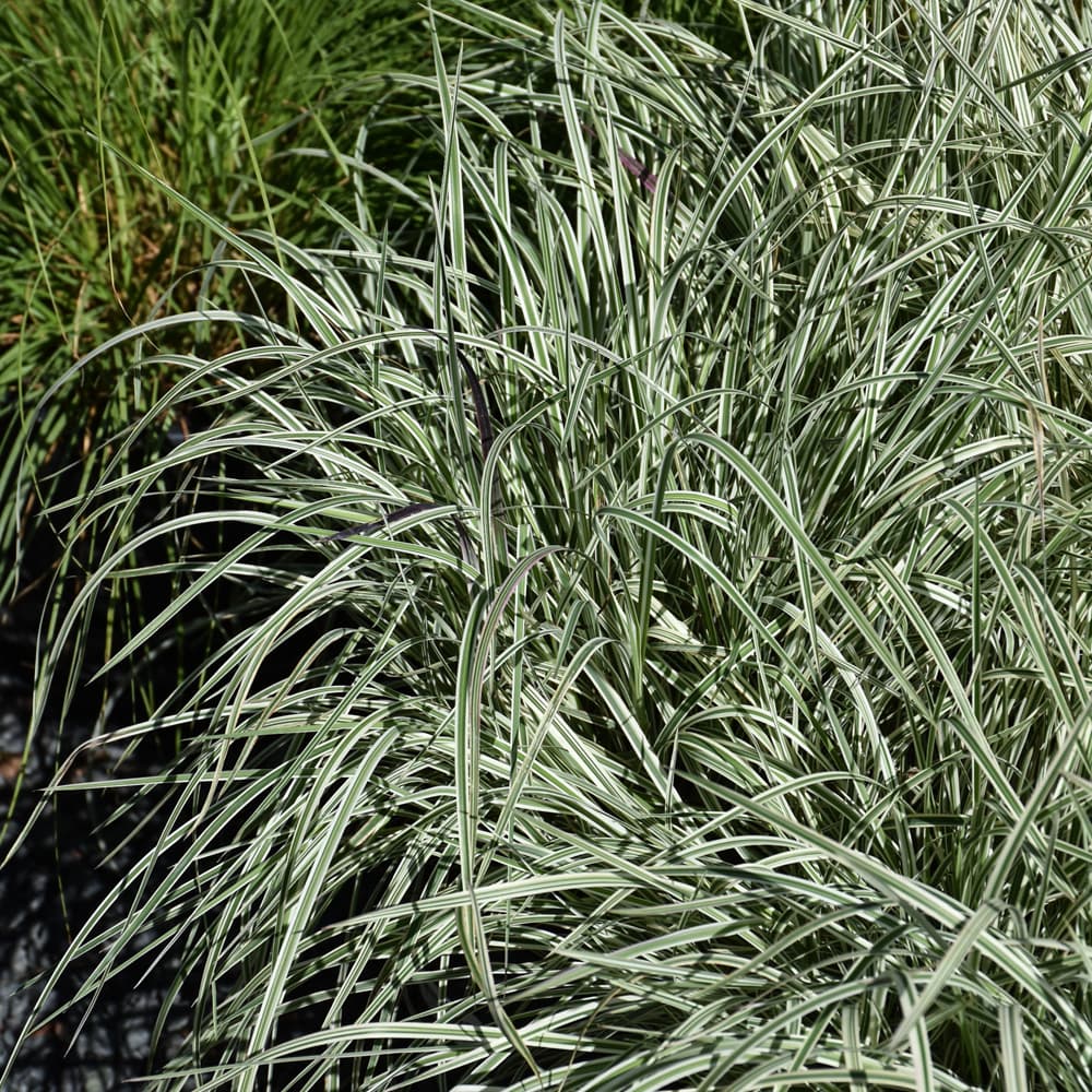 Grass Bluestem Chameleon