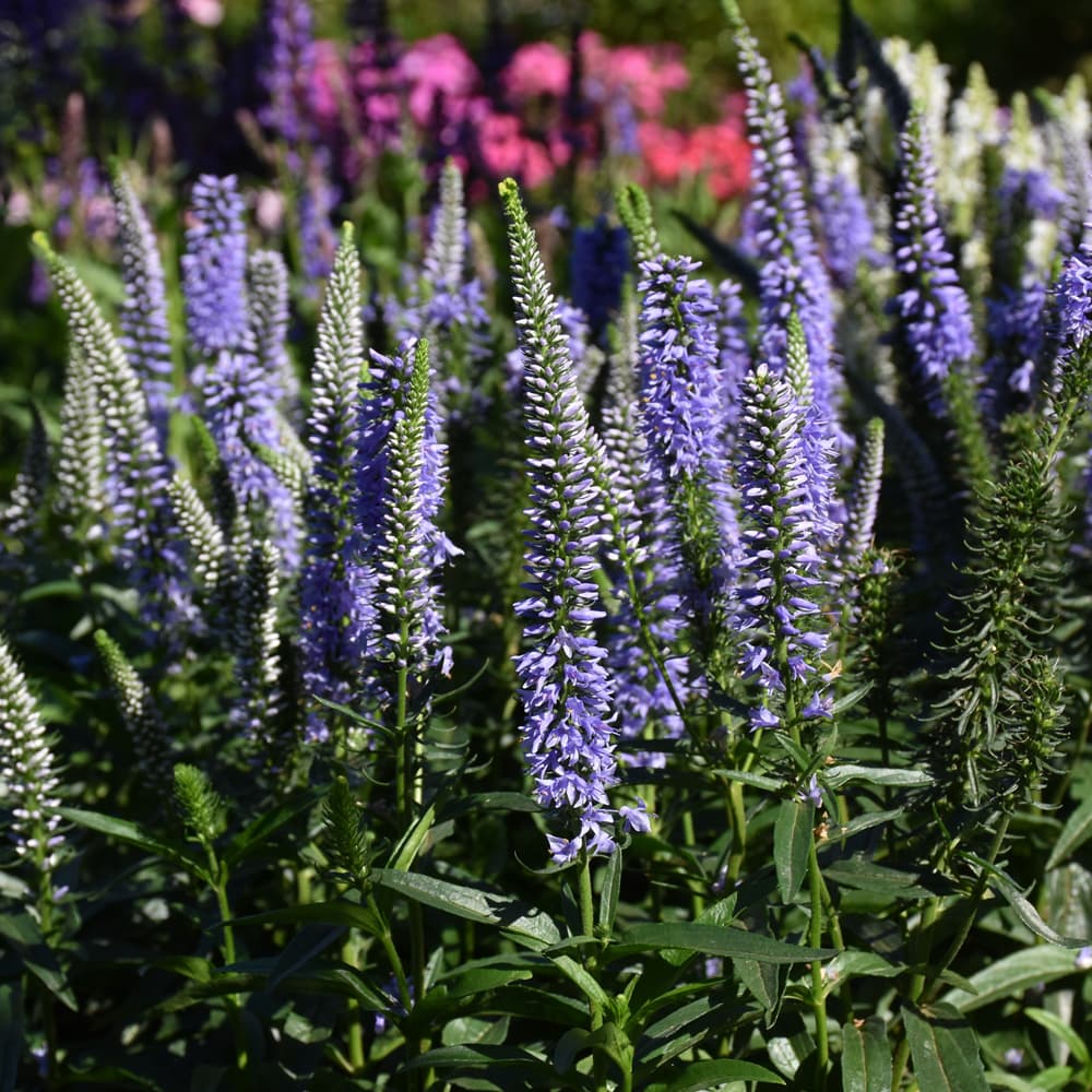 NetPS Plant Finder (www.netpsplantfinder.com)