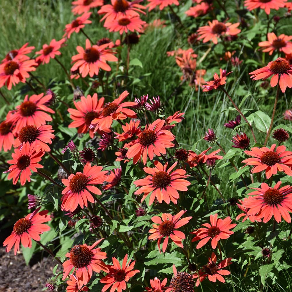 NetPS Plant Finder (www.netpsplantfinder.com)