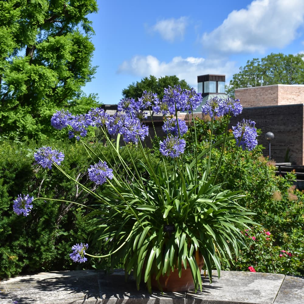 NetPS Plant Finder (www.netpsplantfinder.com)