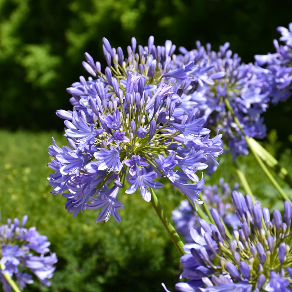 Agapanthus Bridal Veil