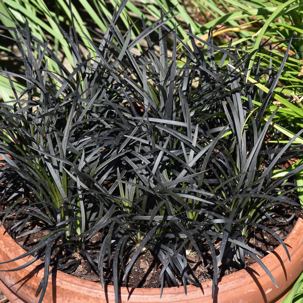 NetPS Plant Finder (www.netpsplantfinder.com)