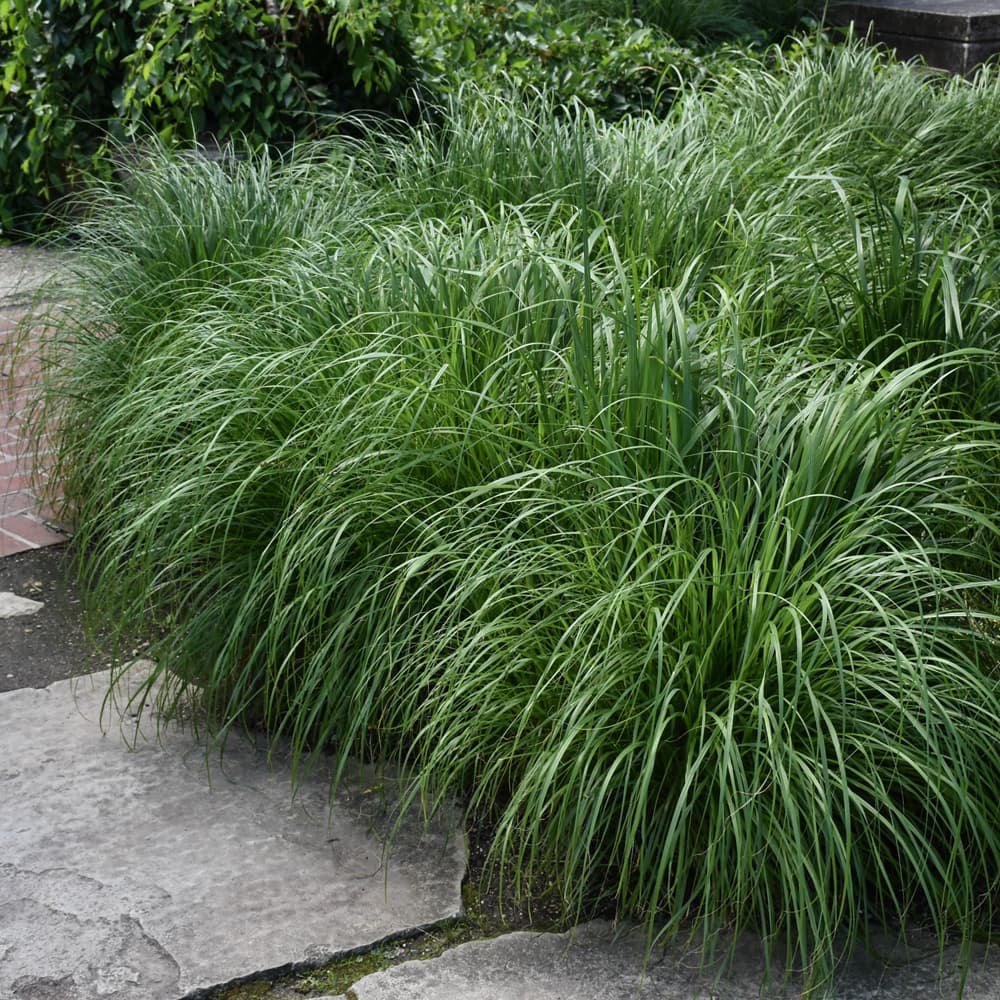 Grass Fountain
