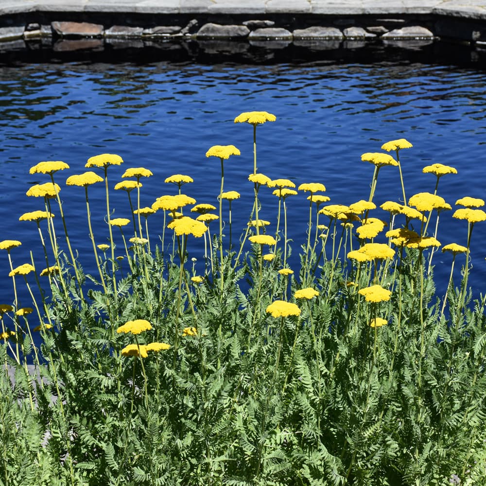 NetPS Plant Finder (www.netpsplantfinder.com)