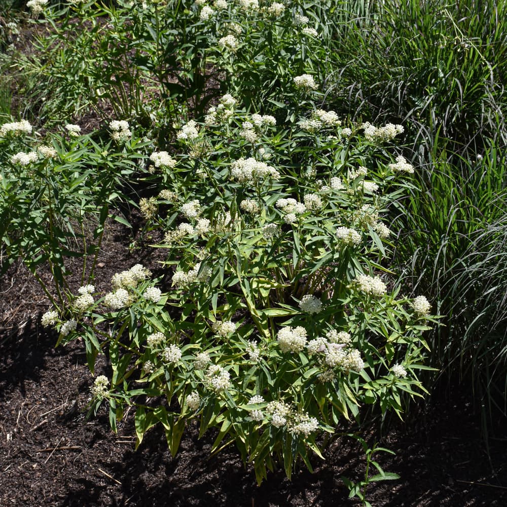 NetPS Plant Finder (www.netpsplantfinder.com)