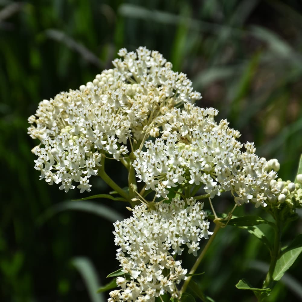 NetPS Plant Finder (www.netpsplantfinder.com)