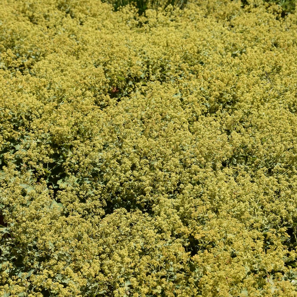 NetPS Plant Finder (www.netpsplantfinder.com)