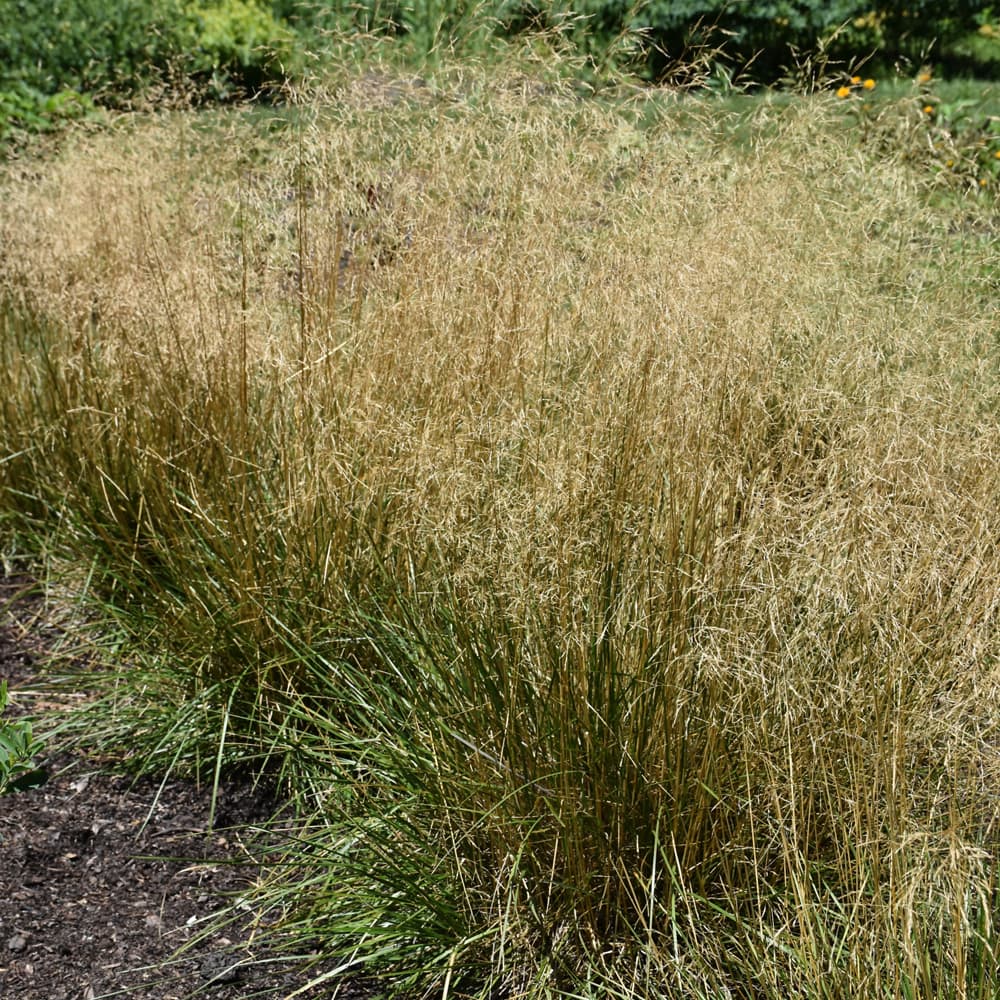 Deschampsia Cespitosa