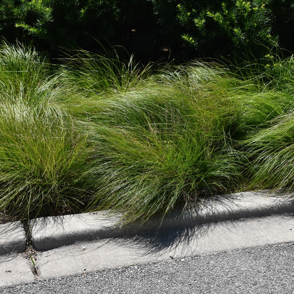 Carex Albicans