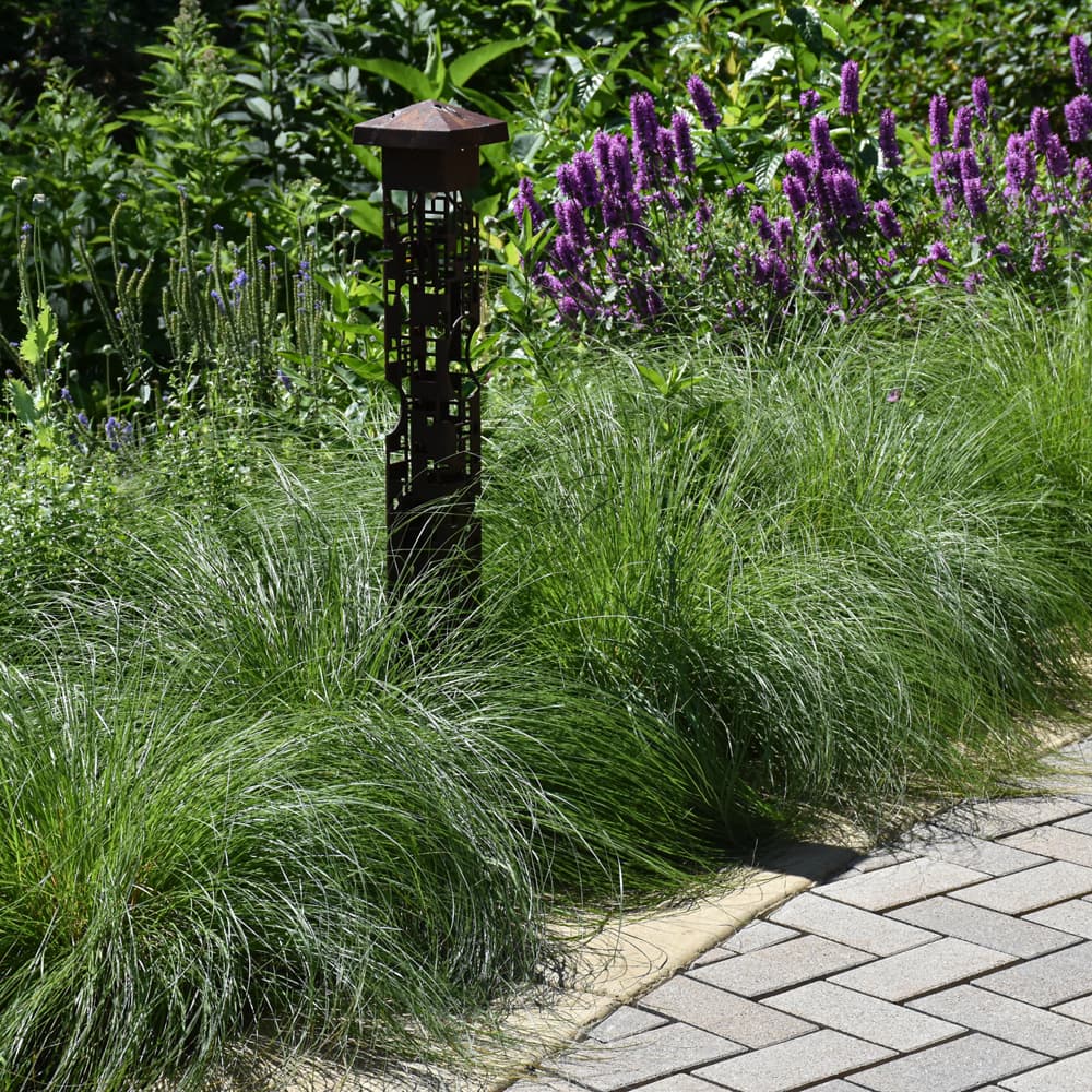 Carex Pennsylvania